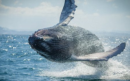 What Are Aggressive Crypto Whales Buying Now?