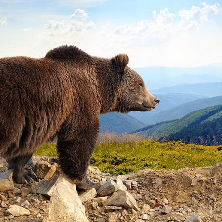 What to Expect After the Crypto Bear Market?