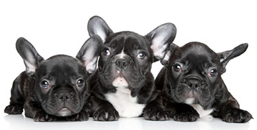 3 Frenchie puppies